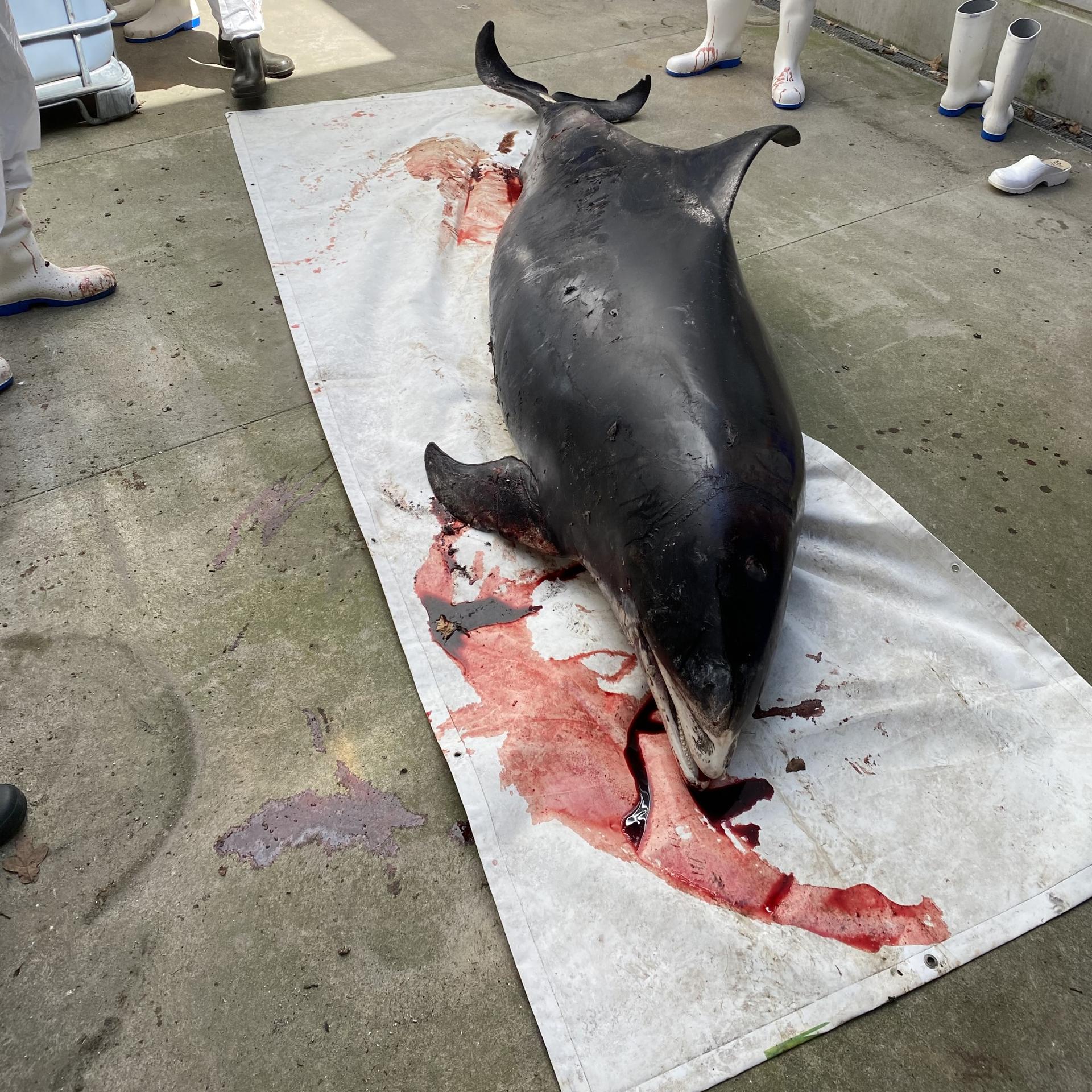 Hvidnæse-hun klar til obduktion på Aalborg Universitet.