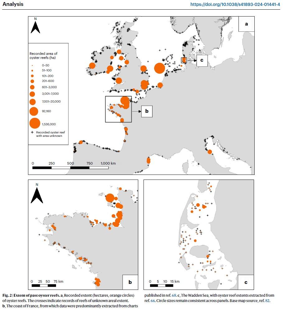 Grafikken viser omfanget af de forsvundne fladøstershabitater i Europa