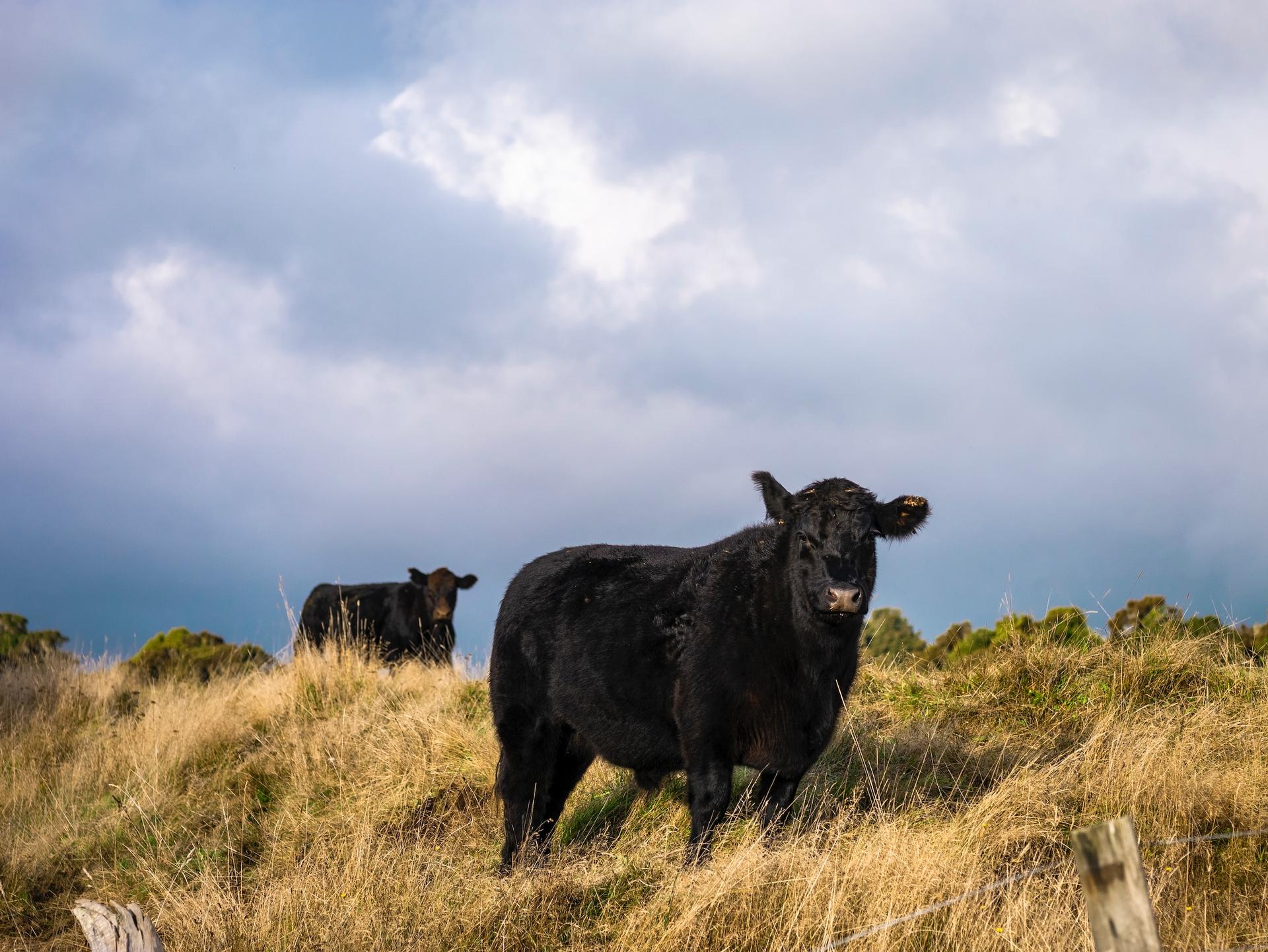 Photo by Yulia Gadalina (Unsplash) Cows on a field - Photo by Yulia Gadalina (Unsplash)